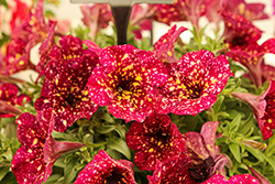 Main Stage Burgundy Sky Petunia (Petunia 'KLEPH24909') at Lakeshore Garden Centres