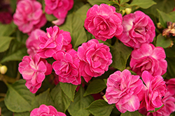 Glimmer Purple Stardust Double Impatiens (Impatiens 'Balglimparst') at Lakeshore Garden Centres