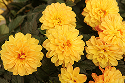 City Lights Golden Yellow Dahlia (Dahlia 'KLEDH18122') at Lakeshore Garden Centres