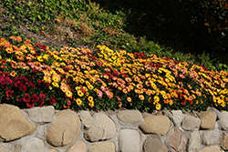 Akila Sunset Shades African Daisy (Osteospermum ecklonis 'PAS1260426') at Lakeshore Garden Centres