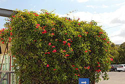 Dragon Lady Cross Vine (Bignonia capreolata 'Dragon Lady') at Lakeshore Garden Centres
