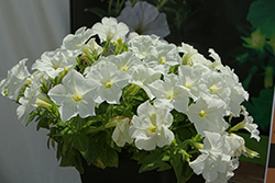 Firefly Petunia (Petunia 'Firefly') at Lakeshore Garden Centres