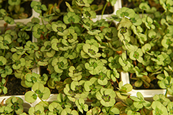 4 Luck Dark Eye Clover (Trifolium repens '4 Luck Dark Eye') at Lakeshore Garden Centres