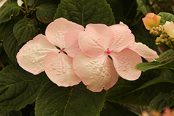Game Changer Pink Hydrangea (Hydrangea macrophylla 'Game Changer Pink') at Lakeshore Garden Centres