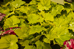 Shadow King Lemon Love Begonia (Begonia 'Shadow King Lemon Love') at Lakeshore Garden Centres