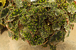 Shadow King Turtle Love Begonia (Begonia 'Shadow King Turtle Love') at Lakeshore Garden Centres