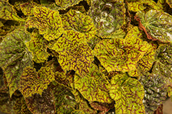 Shadow King Vintage Love Begonia (Begonia 'Shadow King Vintage Love') at Lakeshore Garden Centres