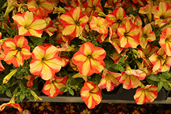 Crazytunia Frisky Orange Petunia (Petunia 'Crazytunia Frisky Orange') at Lakeshore Garden Centres