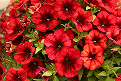 Crazytunia Gingersnap Petunia (Petunia 'Crazytunia Gingersnap') at Lakeshore Garden Centres