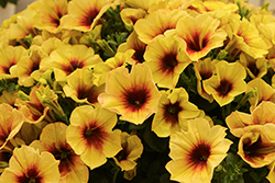 Crazytunia Bananarama Petunia (Petunia 'Crazytunia Bananarama') at Lakeshore Garden Centres