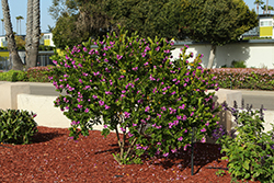 Sweet Pea Shrub (Polygala x dalmaisiana) at Lakeshore Garden Centres