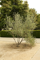 Wilson Fruitless Olive (Olea europaea 'Wilsonii') at Lakeshore Garden Centres