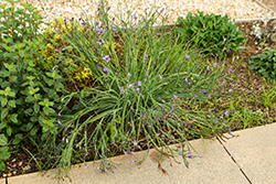Californian Blue-Eyed Grass (Sisyrinchium bellum) at Lakeshore Garden Centres