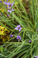 Californian Blue-Eyed Grass (Sisyrinchium bellum) at Lakeshore Garden Centres