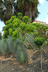 Tree Euphorbia (Euphorbia lambii) at Lakeshore Garden Centres