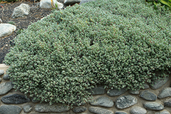 Ice Plant (Lampranthus piquetbergensis) at Lakeshore Garden Centres