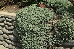 Pink Iceplant (Oscularia deltoides) at Lakeshore Garden Centres