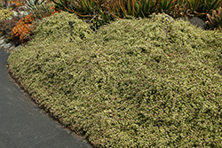 Variegated Elephant Food (Portulacaria afra 'Variegata') at Lakeshore Garden Centres