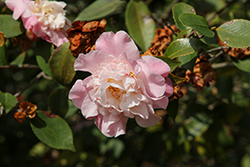 High Fragrance Camellia (Camellia 'High Fragrance') at Lakeshore Garden Centres