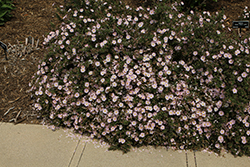 Pink Rockrose (Cistus x skanbergii) at Lakeshore Garden Centres