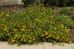 Jelly Bean Gold Monkeyflower (Mimulus 'Jelly Bean Gold') at Lakeshore Garden Centres