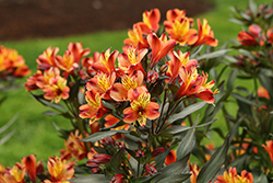 Indian Summer Alstroemeria (Alstroemeria 'Tesronto Imp') at Lakeshore Garden Centres
