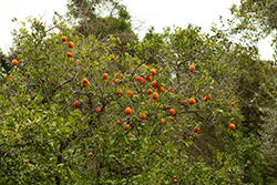 Pixie Mandarin (Citrus reticulata 'Pixie') at Lakeshore Garden Centres