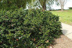 Natal Plum (Carissa macrocarpa) at Lakeshore Garden Centres