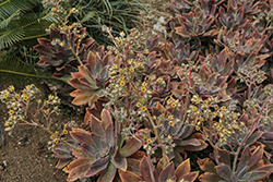 Fred Ives Graptoveria (Graptoveria 'Fred Ives') at Lakeshore Garden Centres