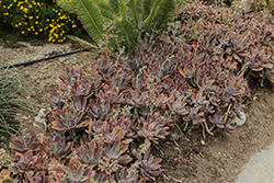 Fred Ives Graptoveria (Graptoveria 'Fred Ives') at Lakeshore Garden Centres