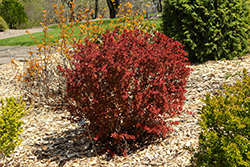 Burgundy Carousel Japanese Barberry (Berberis thunbergii 'Bailtwo') at Lakeshore Garden Centres
