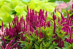 Kelos Atomic Deep Purple Celosia (Celosia 'Kelos Atomic Deep Purple') at Lakeshore Garden Centres