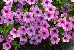 Headliner Crystal Pink Petunia (Petunia 'KLEPH24833') at Lakeshore Garden Centres