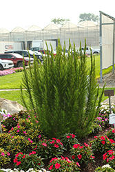 Elegant Feather Dog Fennel (Eupatorium capillifolium 'Elegant Feather') at Lakeshore Garden Centres