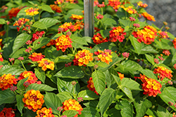 Bandolero Red Lantana (Lantana camara 'Bandolero Red') at Lakeshore Garden Centres
