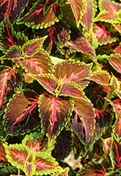 Franklin Street Coleus (Solenostemon scutellarioides 'Franklin Street') at Lakeshore Garden Centres