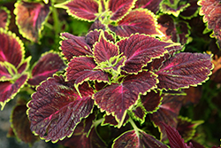 Main Street Ocean Drive Coleus (Solenostemon scutellarioides 'Ocean Drive') at Lakeshore Garden Centres