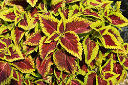 Main Street Alligator Alley Coleus (Solenostemon scutellarioides 'Alligator Alley') at Lakeshore Garden Centres
