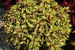 Down Town Miami Magic Coleus (Solenostemon scutellarioides 'Miami Magic') at Lakeshore Garden Centres
