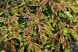 TerraScape All That Jazz Coleus (Solenostemon scutellarioides 'All That Jazz') at Lakeshore Garden Centres