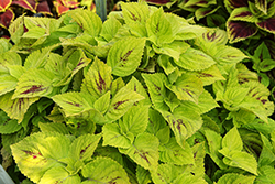 Lemon Zest Coleus (Solenostemon scutellarioides 'Lemon Zest') at Lakeshore Garden Centres