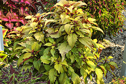 Butterscotch Coleus (Solenostemon scutellarioides 'Butterscotch') at Lakeshore Garden Centres