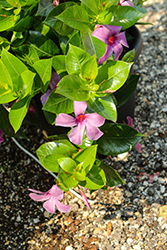 Sun Parasol Bluephoria Mandevilla (Mandevilla 'Sun Parasol Bluephoria') at Lakeshore Garden Centres