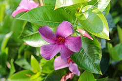 Sun Parasol Bluephoria Mandevilla (Mandevilla 'Sun Parasol Bluephoria') at Lakeshore Garden Centres