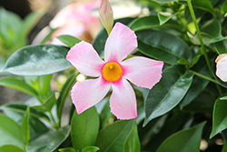 Bella Pink Jewel Mandevilla (Mandevilla 'Bella Pink Jewel') at Lakeshore Garden Centres