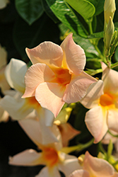 Bella White Peach Mandevilla (Mandevilla 'Bella White Peach') at Lakeshore Garden Centres