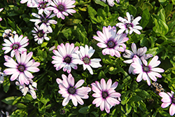 Daisy Falls White Amethyst Osteospermum (Osteospermum 'Daisy Falls White Amethyst') at Lakeshore Garden Centres