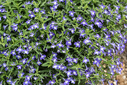 Hot Bavaria Lobelia (Lobelia 'Hot Bavaria') at Lakeshore Garden Centres