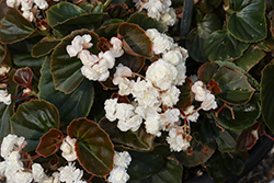 Doublet White Begonia (Begonia 'Doublet White') at Lakeshore Garden Centres