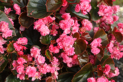 Doublet Rose Begonia (Begonia 'Doublet Rose') at Lakeshore Garden Centres